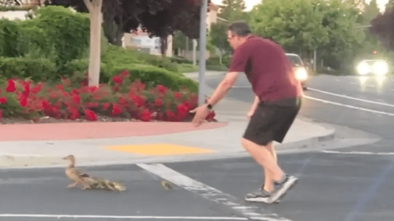 Homem ajudando os patos a atravessarem a rua - Reprodução