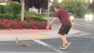 Homem ajudando os patos a atravessarem a rua - Reprodução