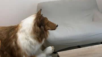 Japonês com fantasia de cachorro tentando subir em sofá - Divulgação/Youtube/I want to be an animal