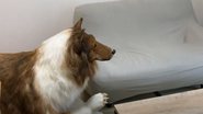 Japonês com fantasia de cachorro - Divulgação/Youtube/I want to be an animal