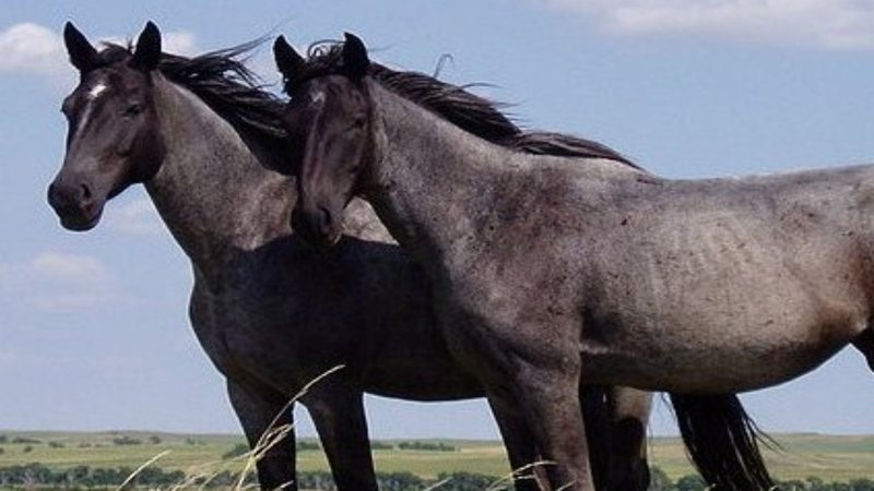 Foto de cavalos - Wikimedia Commons