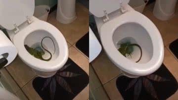 Imagens da iguana encontrada no vaso sanitário - Reprodução/Vídeo/YouTube/CNN Brasil