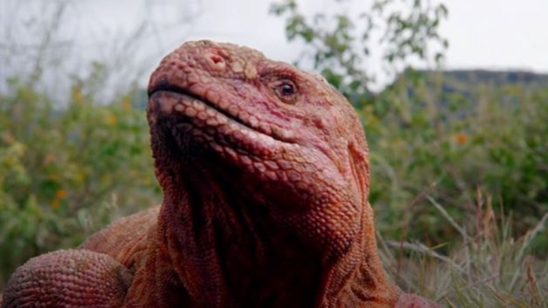 Imagem ilustrativa de Iguana-rosa - Reprodução / Vídeo