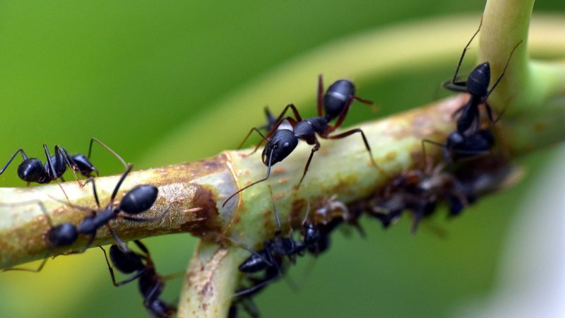 Imagem ilustrativa de formigas - Reprodução/Pixabay/SandeepHanda