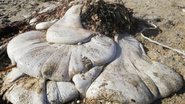 Amontoado gelatinoso encontrado na praia - Reprodução/Facebook/Helen Marlow