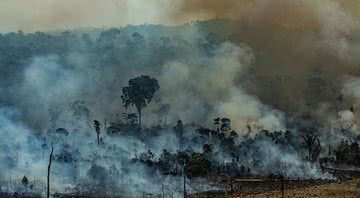 Imagem de queimadas na Amazônia - Divulgação/Greenpeace - Victor Moriyama