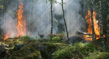 Imagem meramente ilustrativa de incêndio florestal - Divulgação/ Pixabay/ Ylvers