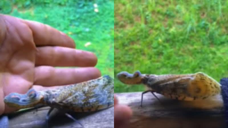 O inseto alligator bug - Reprodução/Vídeo