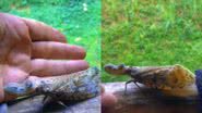 O inseto alligator bug - Reprodução/Vídeo