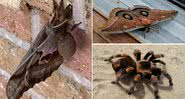 Fotos do inseto que viralizou, de uma mariposa e de uma tarântula - Divulgação/Wikimedia Commons