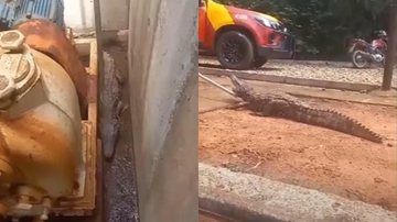 Imagens de vídeo do resgate do jacaré em Goiás - Divulgação/Corpo de Bombeiros de Goiás