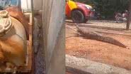 Imagens de vídeo do resgate do jacaré em Goiás - Divulgação/Corpo de Bombeiros de Goiás