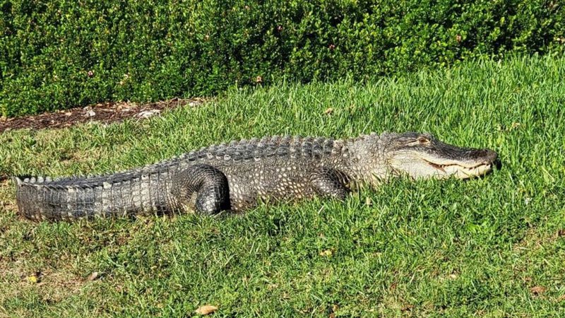 Fotografia de jacaré relaxando em quintal de casa na Flórida