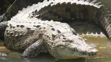 Crocodilo fêmea que teve 14 ovos - Divulgação / Warren Booth et.al