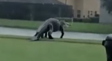 Jacaré gigante é visto em campo de golfe - Divulgação/Youtube