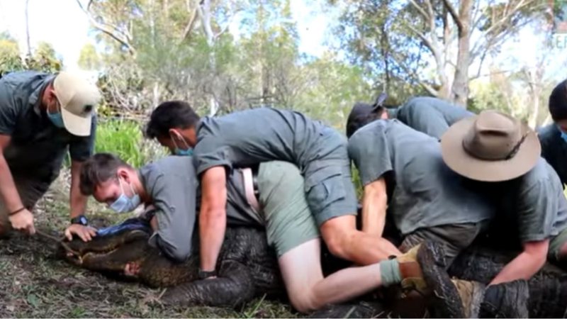 Funcionários do zoológico contendo o jacaré - Divulgação/Youtube/Australian Reptile Park