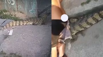 Vídeo mostra homem imobilizando o jacaré - Divulgação/ Youtube/ CNN Brasil