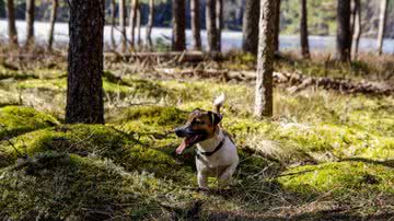 Imagem de um cachorro da raça Jack Russell terrier - Reprodução/Pexel/Pille Kirsi