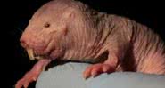 Rato-toupeira-pelado, o animal que não envelhece - Divulgação/ Thomas Park/ UIC