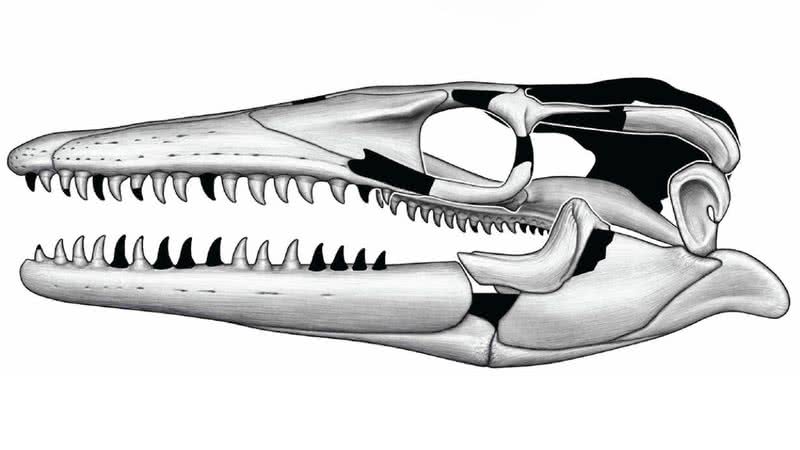 Reprodução do crânio do lagarto Jormungandr wahallaensis - Reprodução/Museu Americano de História Natural