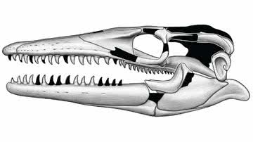 Reprodução do crânio do lagarto Jormungandr wahallaensis - Reprodução/Museu Americano de História Natural