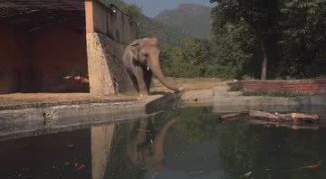 O elefante Kaavan - Divulgação/ YouTube/ BBC News