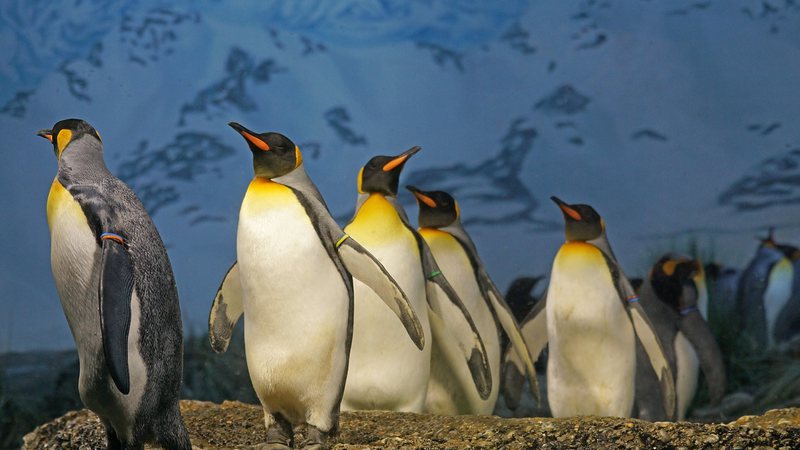 Imagem ilustrativa de um grupo de pinguins-rei - Pixabay