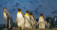 Imagem ilustrativa de um grupo de pinguins-rei - Pixabay