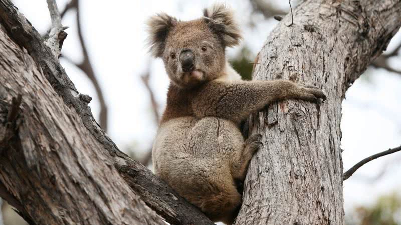Imagem ilustrativa de coala em árvore de eucalipto