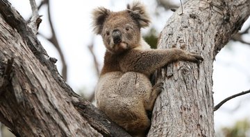 Imagem ilustrativa de coala em árvore de eucalipto - Getty Images