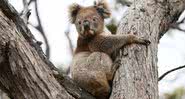Imagem ilustrativa de coala em árvore de eucalipto - Getty Images