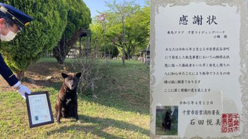 Fotografia da cadela e da carta de agradecimento que recebeu das autoridades da região - Divulgação/ Chiba Riding Park