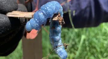 A lagarta com pigmento azul - Reprodução / Facebook/ Tristan Glasson