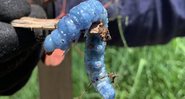 A lagarta com pigmento azul - Reprodução / Facebook/ Tristan Glasson