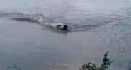 Vídeo de homem nadando no Lago do Amor, em Campo Grande, MS - Divulgação/Vídeo/g1
