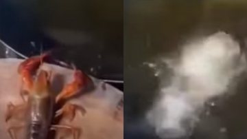 Momento em que a lagosta mergulha no óleo quente - Divulgação/Vídeo/Youtube