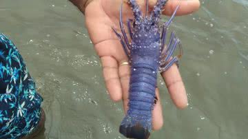 Rara lagosta azul encontrada por pescador em Maragogi, Alagoas - Reprodução/Arquivo pessoal