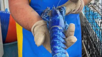 Lagosta azul capturada no estado norte-americano de Maine - Divulgação/TikTok/@maverick_207