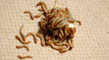 Larva Tenebrio molitor - Wikimedia Commons
