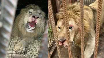 Machucados do leão que se encontra em um centro de vida selvagem em Kiev. - Reprodução/Instagram