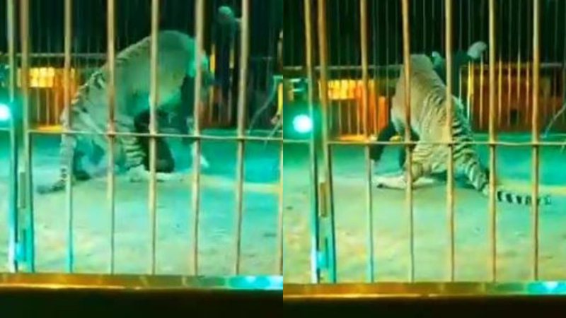 Imagens do domesticador Ivan Orfei sendo atacado por leão - Reprodução / Vídeo