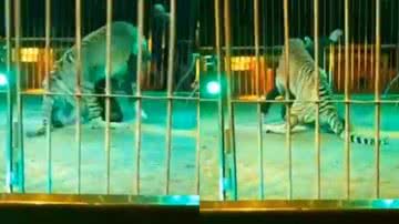 Imagens do domesticador Ivan Orfei sendo atacado por leão - Reprodução / Vídeo