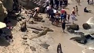 Momento que animais começam a perseguir banhistas na praia - Divulgação/Twitter/@MalikEarnest
