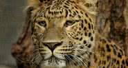 Imagem meramente ilustrativa de um leopardo do norte da China - Divulgação/Pixabay