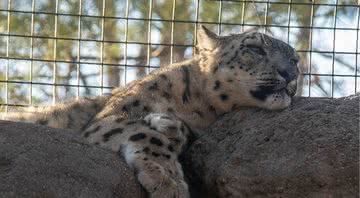 Leopardo-das-neves do Lincoln Children's Zoo - Divulgação/Facebook/Lincoln Children's Zoo