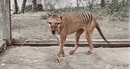 Rara imagem de um lobo-da-tasmânia - Divulgação/ Vídeo/ NFSA Films