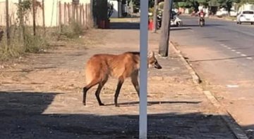 Lobo-guará em filmagem amadora - Divulgação / Twitter / Josenil Santos