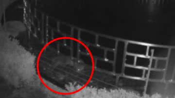 Imagem de câmera de segurança da lontra invadindo lago de hotel na Inglaterra - Reprodução/Vídeo/Facebook/Grosvenor Pulford Hotel and Spa