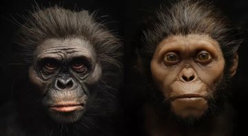 Novas reconstruções faciais de Lucy (esquerda) e a criança Taung (direita) - Divulgação