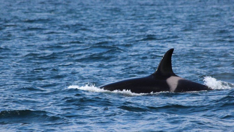 A orca Lulu foi encontrada morta no ano de 2016 - Divulgação/HWDT.ORG